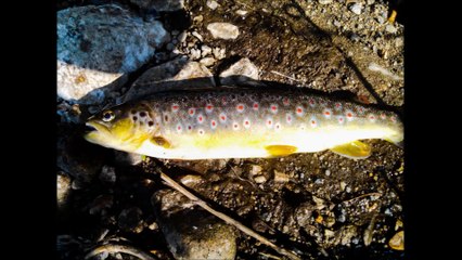 Peche en ruisseaux au leurre