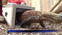 Four baby Komodo dragons join French crocodile park