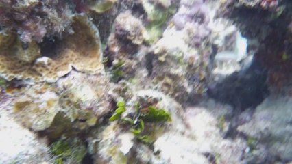 Mermaid Alien Hybrid Cryptid NEW EVIDENCE