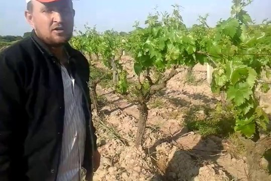 rekor gelişim kullanılan bağ saruhanlı manisa mütevelli köyü