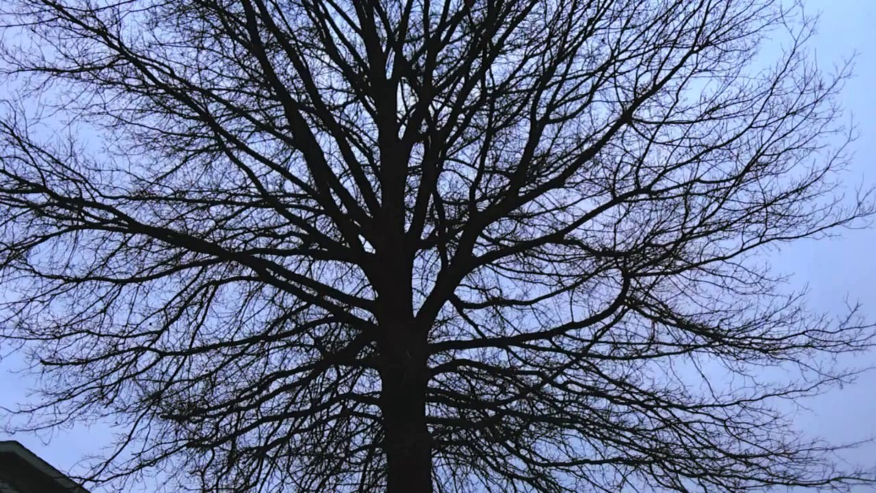 MOTHMAN FLYING HUMANOID CAUGHT ON TAPE