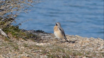 Traquet motteux sur le littoral atlantique