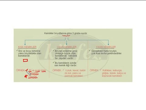 6. Sınıf Destek ve Hareket Sistemi Video Ders-1