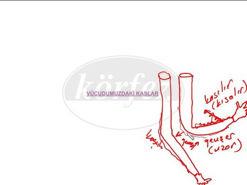 6. Sınıf Vücudumuzdaki Kaslar Video Ders-3