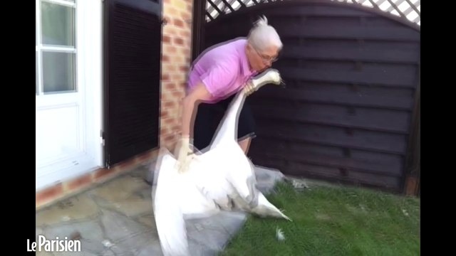 Les cygnes de Melun menacés par la pollution