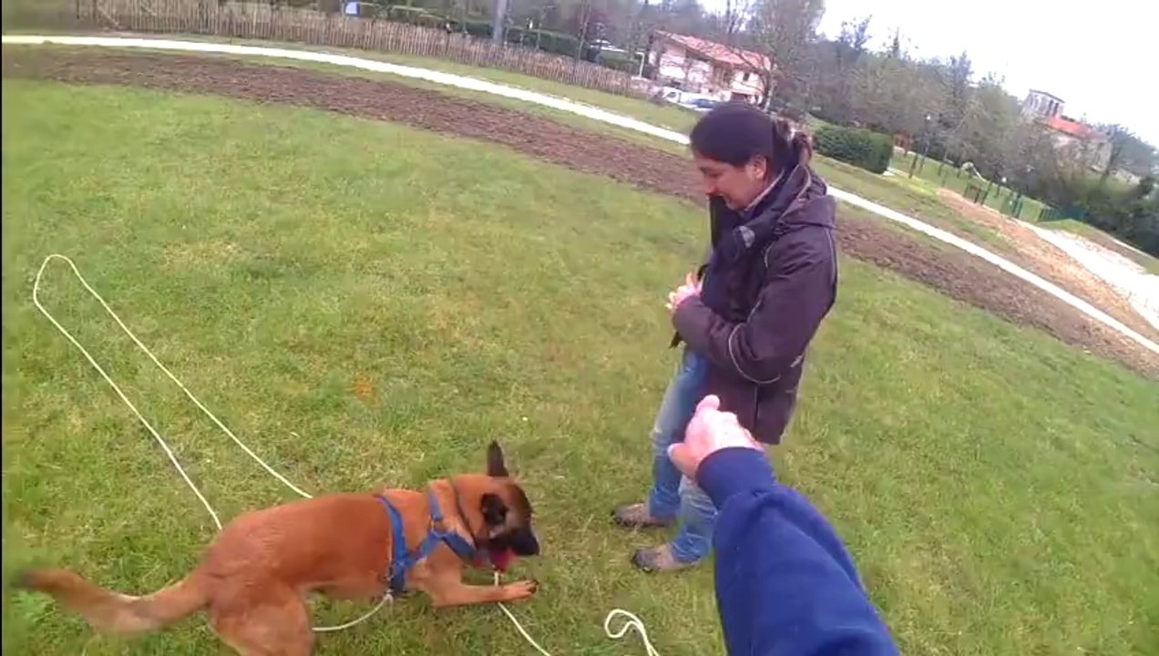 debourrage d'un malinois