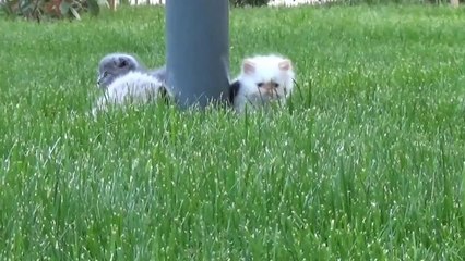 Scottish Fold ve İran Kedilerimiz :)