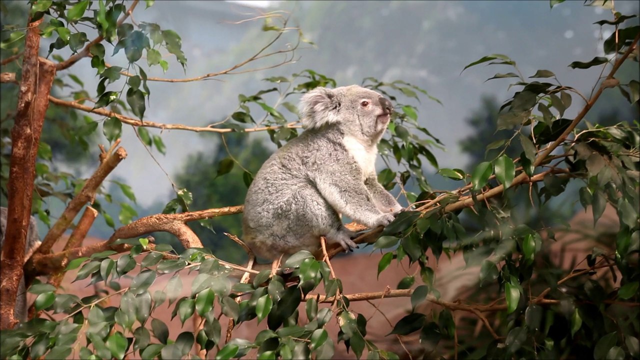 beauval (Les Paresseux et les Koalas)