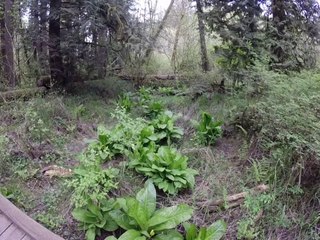Tualatin Hills Nature Park 10