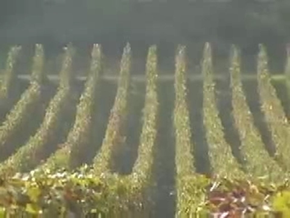 Vendanges 2006 Montelie