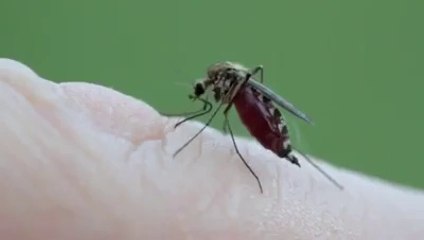 sivri sinek kanla kafa buldu