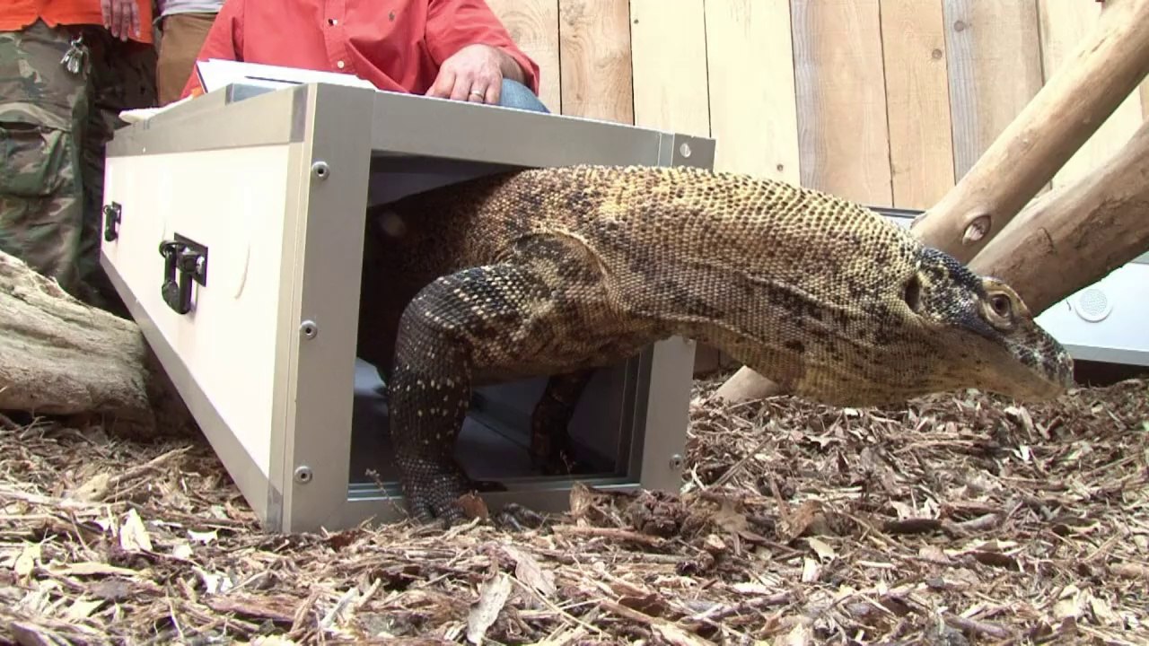 Des bébés dragons de Komodo à la Ferme aux crocodiles