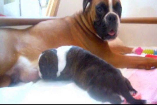 Juan des Steppes Perdues (GEISHA des STEPPES PERDUES X DON JUAN du CINQUIEME DÔME) à 12 jours, 2014-04-15