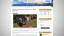 Young Giraffe Is Reunited With Family and Herd