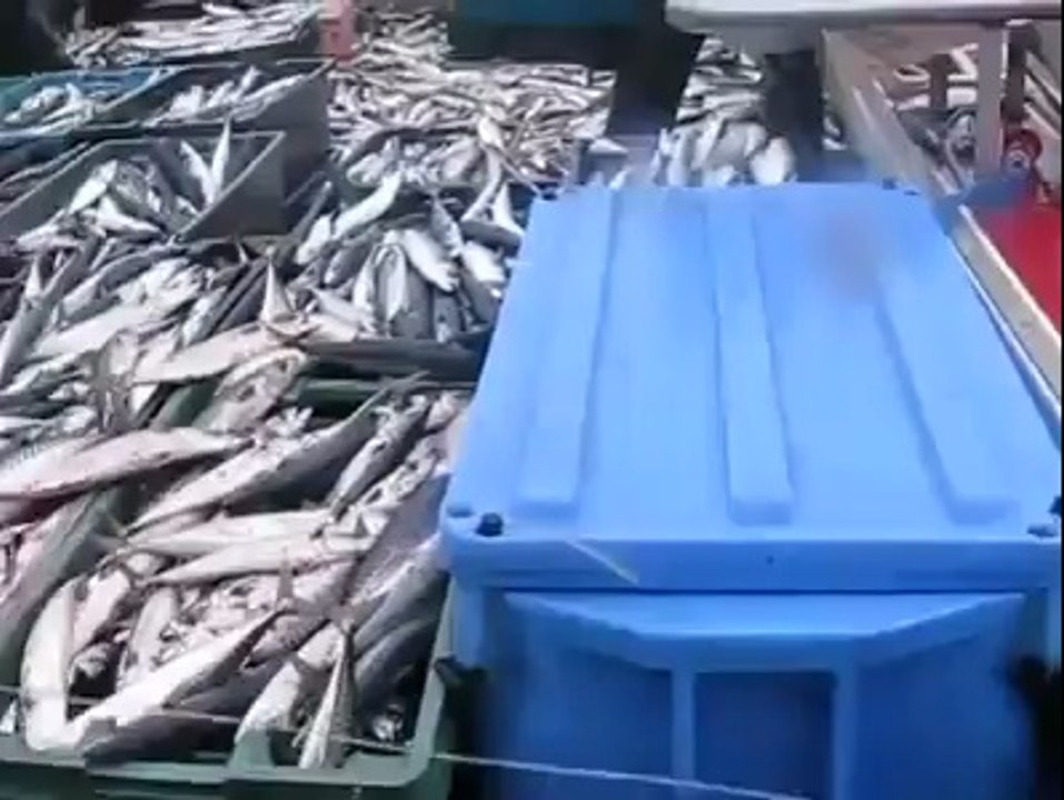 BU NASIL ÇAPARİ BU NASIL BİR BALIK TUTMA