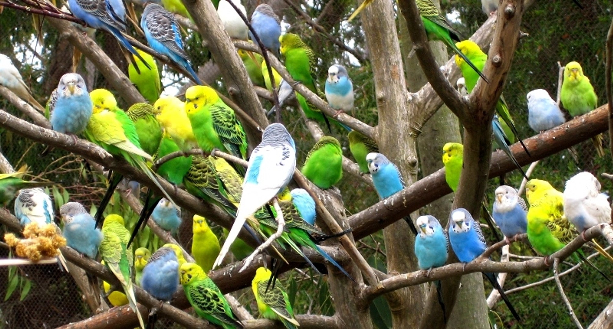 Doğadaki Özgür Muhabbet Kuşları - Dailymotion Video