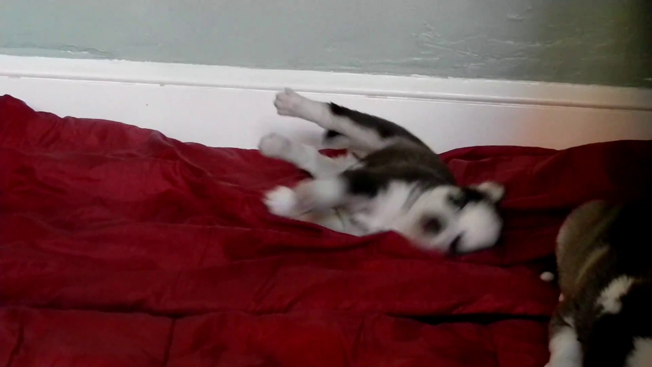 Singing Husky Puppy