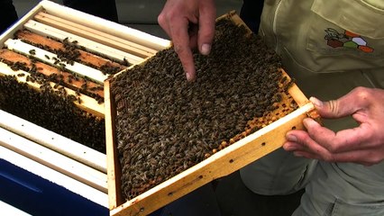 Le Soir s'engage pour la sauvegarde des abeilles