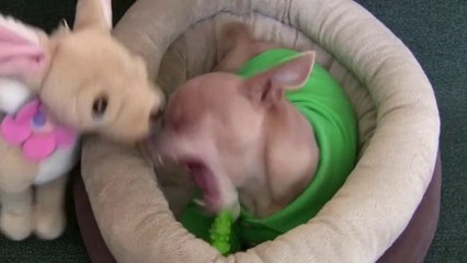 (Ultimate Dog Shaming) Dramatic Chihuahua ~ Stuffed Dog Tease