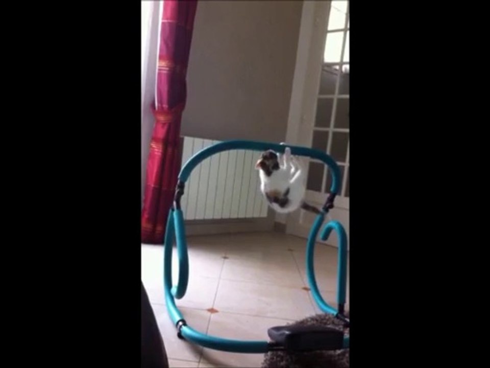 AMAZING CAT PULL UP