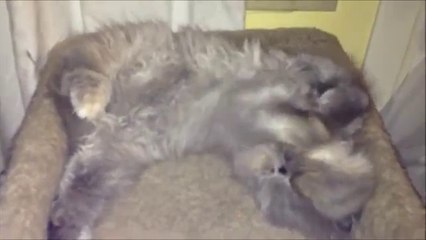 Narcolepsy kitten sleep talking cute