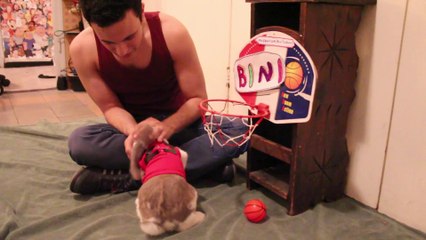 Funny bunny plays basketball -Bini the bunny