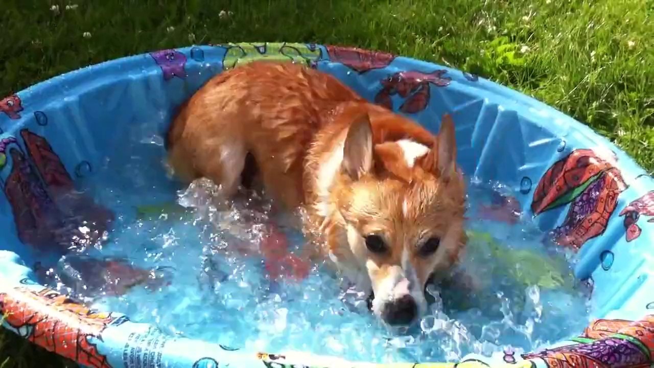 Corgi Dexter's First Pool (Original)