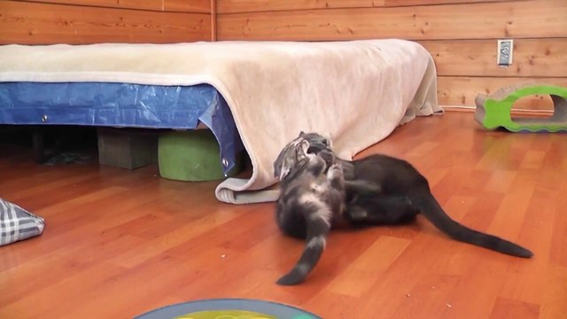 Kitten Scares Mama Cat