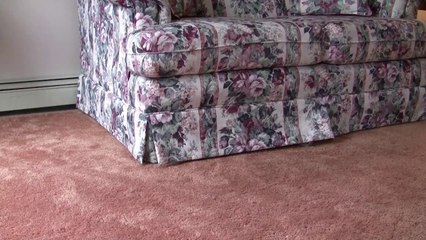 Funny Dog Doesn't Want a Bath