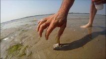 How to catch a Razor Fish / Clam