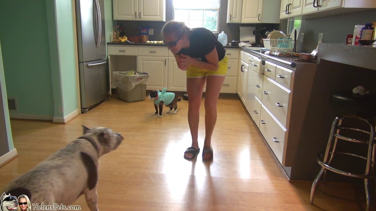 Shark Week. #SharkCat cleaning Kitchen!