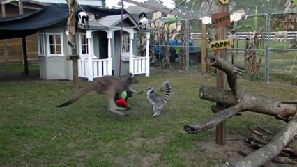 KANGAROO BOXES A HIPPO!!