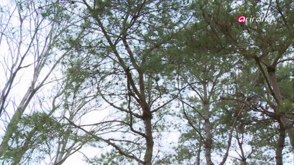 100 Icons of Korean Culture Ep82