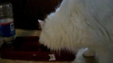 Kitty le gourmand