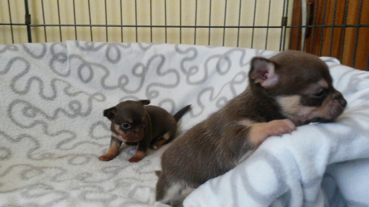 Jade et Joy
