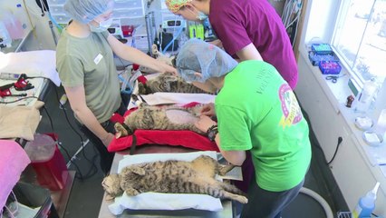 Streunende Katzen: Eingefangen, sterilisiert, ausgesetzt