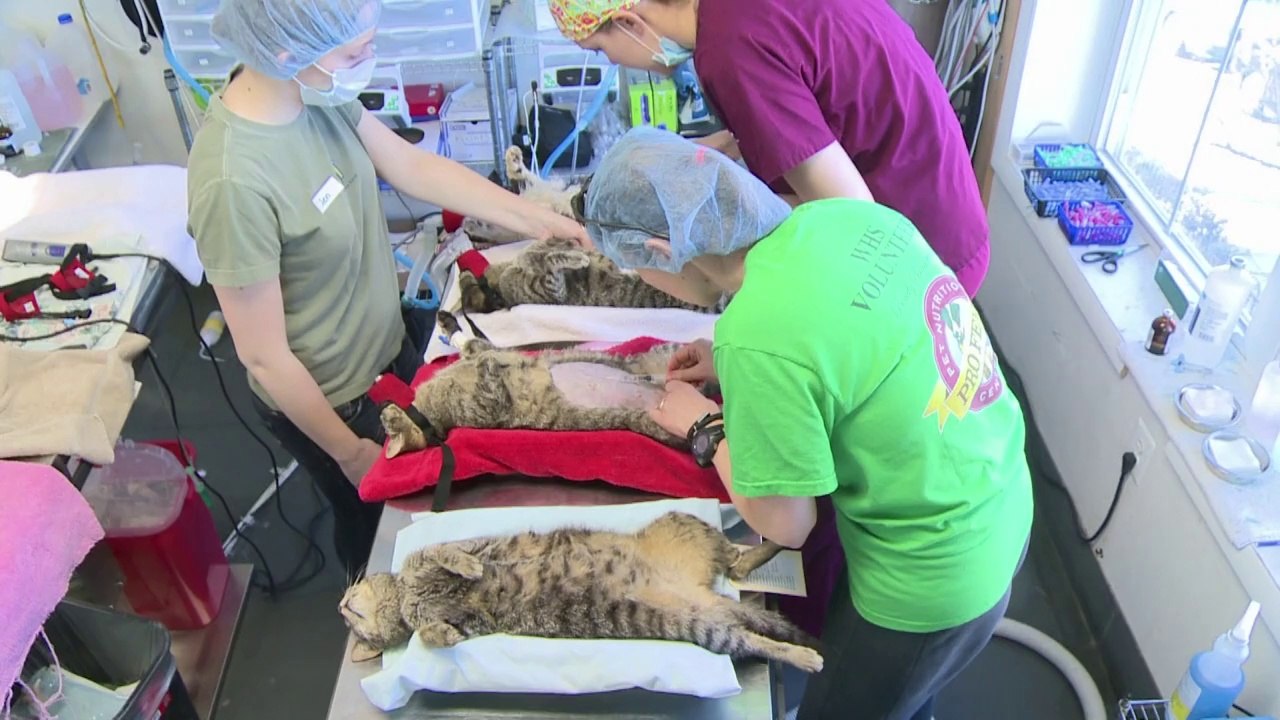 Streunende Katzen: Eingefangen, sterilisiert, ausgesetzt