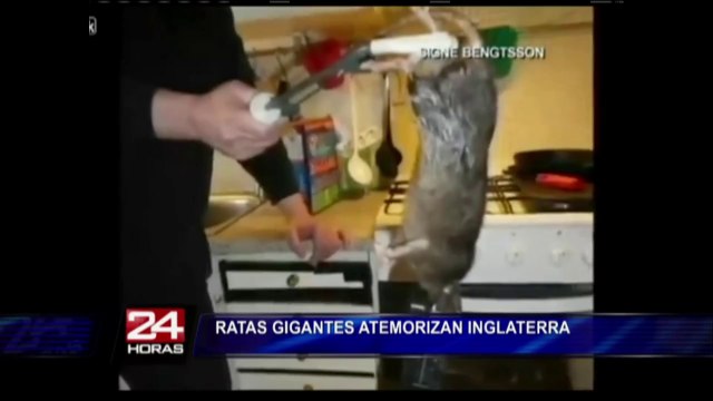 Plaga de ratas gigantes inmunes al veneno causan pánico en Reino Unido