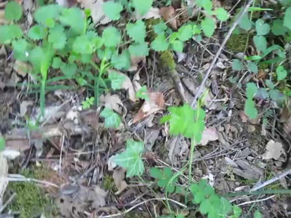 Les premiers mousserons 16 avril 2014