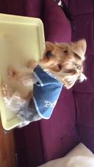 Yorkshire Terrier Teddy