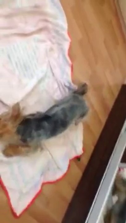 Yorkshire Terrier Teddy miz