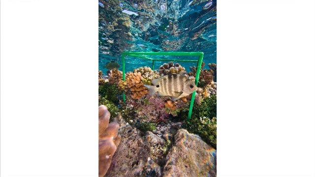 Small World: Stunning Photos of Sea Life in Coral Reefs