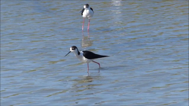 OIseaux d'eau du Marais de Lyarne