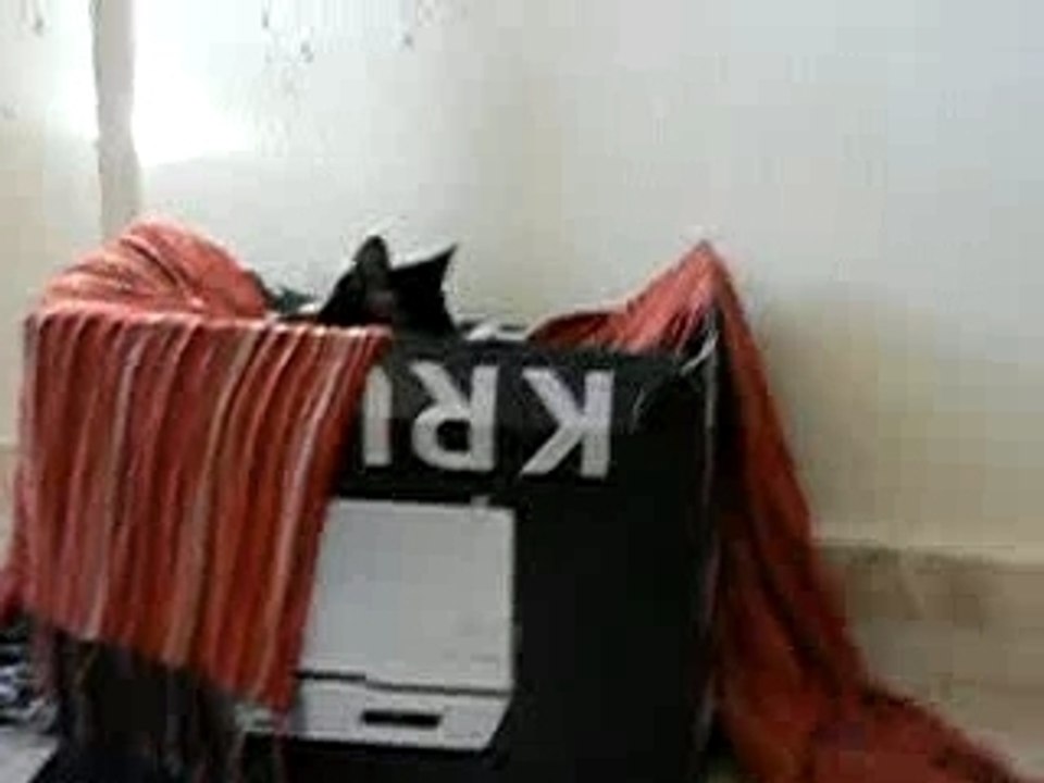 Momo carton et mon appareil!