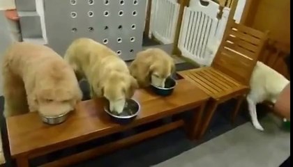 Dogs that say grace before eating.