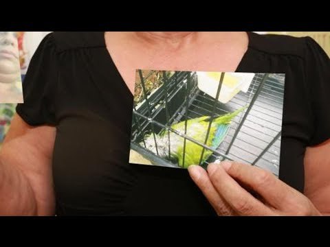 NYPD cops deliberately kill pet parakeet, says Staten Island mom