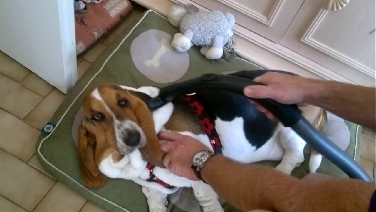 Basset hound, Lilou prenant son bain