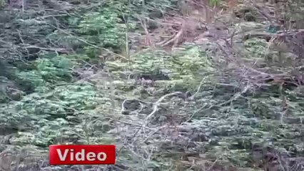 Ayılarla konuşan Rizeliler - VİDEO İZLE - www.olay53.com