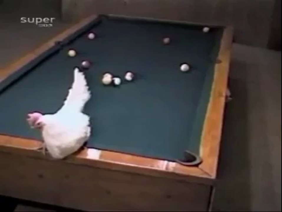 Hen Trick Shot-