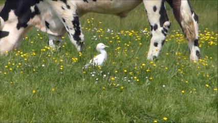 L'opportuniste, héron garde-boeufs